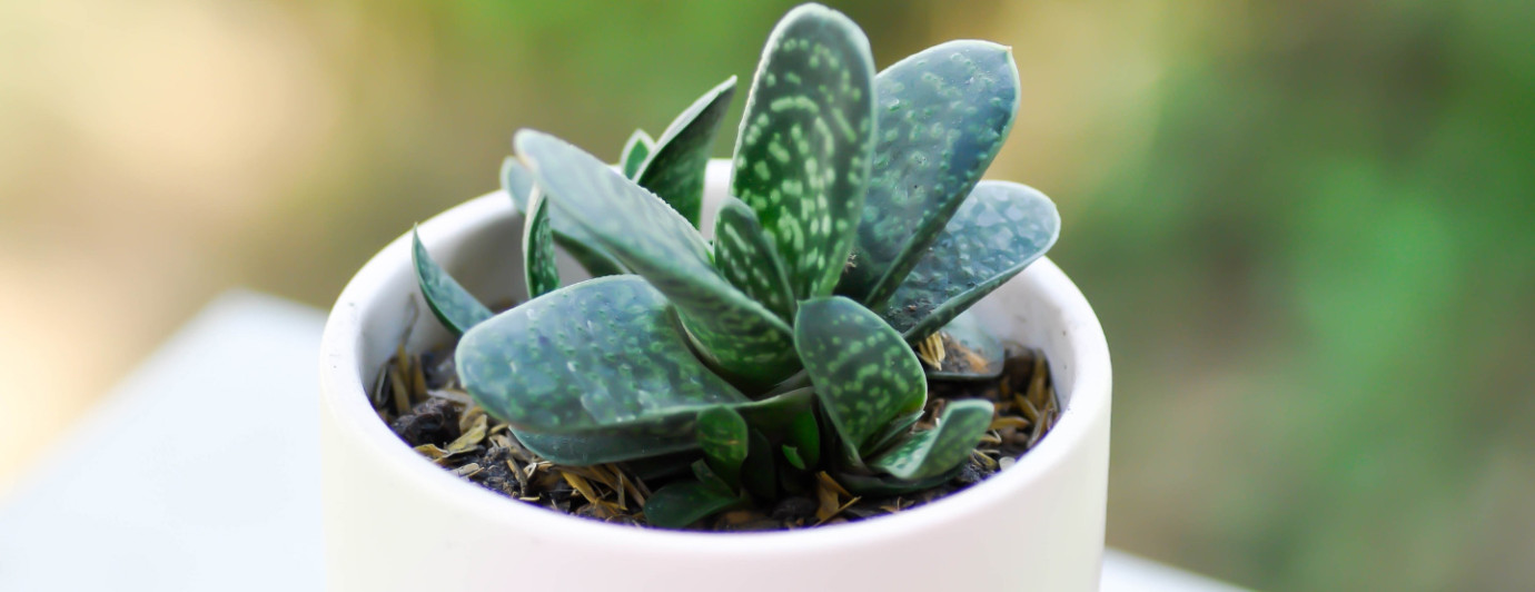 Gasteria – šťavnatá na pestovanie doma