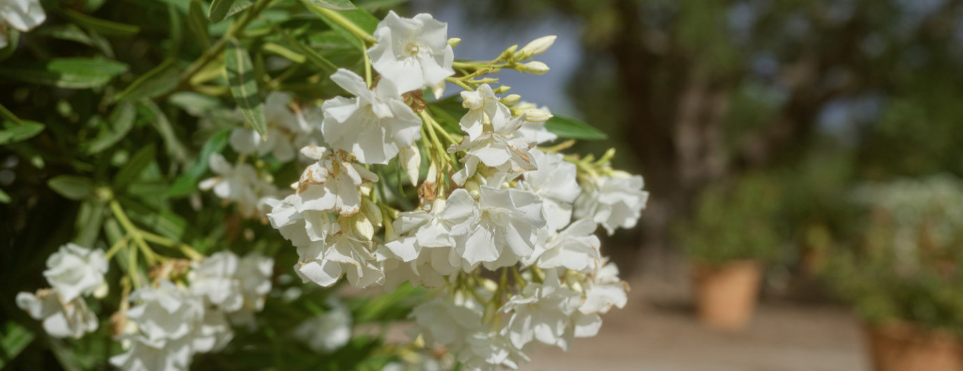 Prezimovanie oleandra – ako zazimovať oleander, aby na jar potešil kvetmi