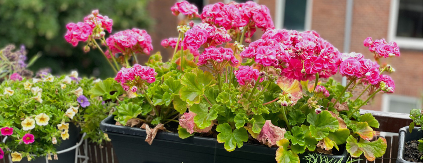 Geranium – kráľovná balkónov