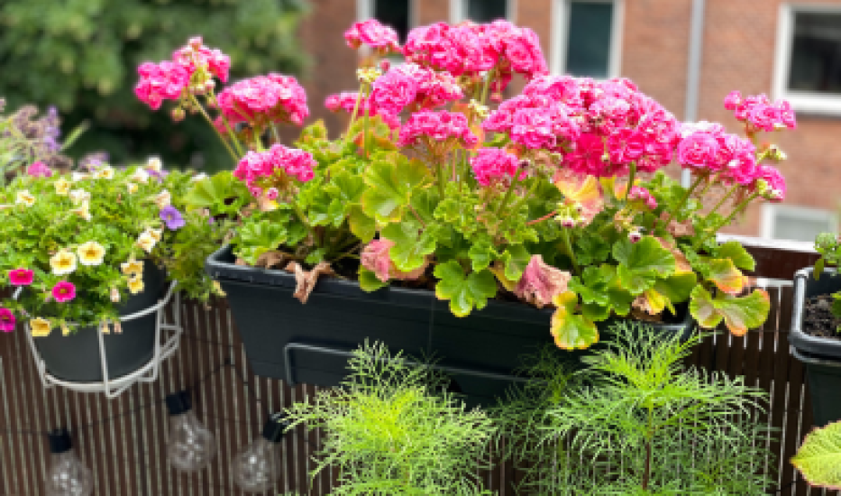 Geranium – kráľovná balkónov
