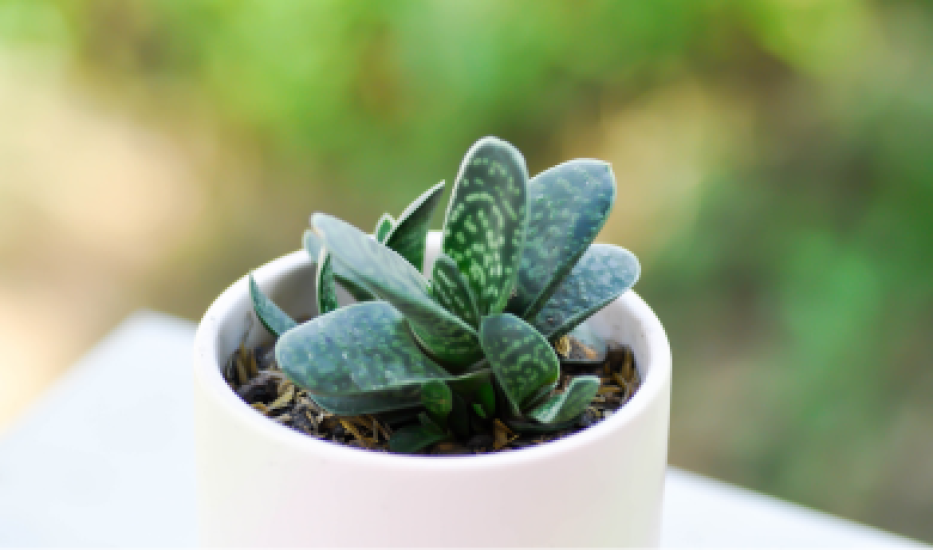 Gasteria – šťavnatá na pestovanie doma