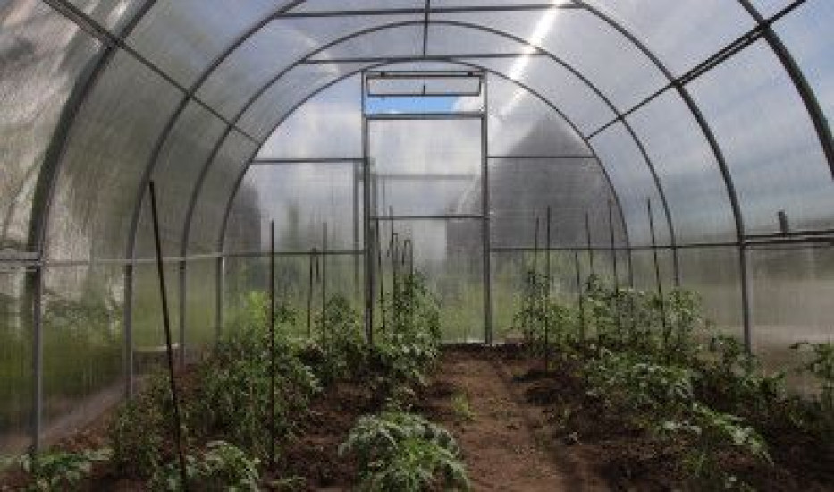 Pestovanie zeleniny vo fóliovníkoch – sprievodca pre začiatočníkov