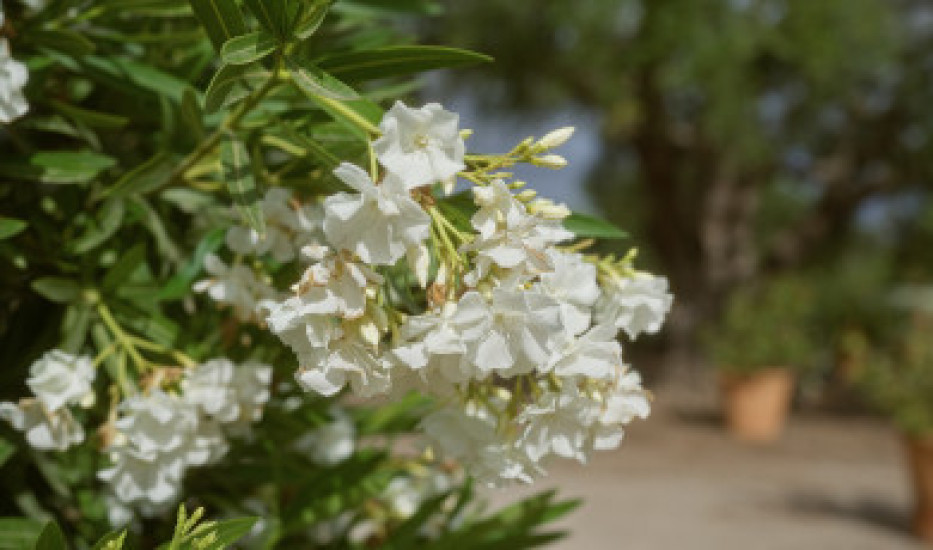 Prezimovanie oleandra – ako zazimovať oleander, aby na jar potešil kvetmi