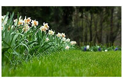 Zielony trawnik w upalne dni – poradnik dla ogrodników