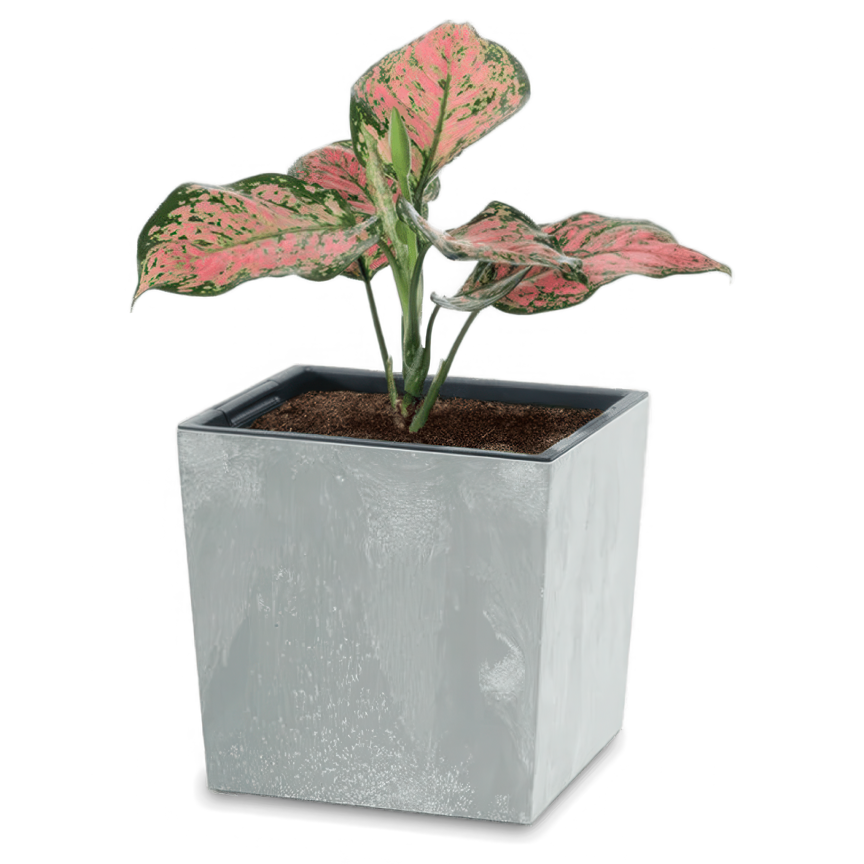 Urbi Nízky štvorcový kvetináč s betónovým efektom 24x24x23,5cm betón - PROSPERPLAST