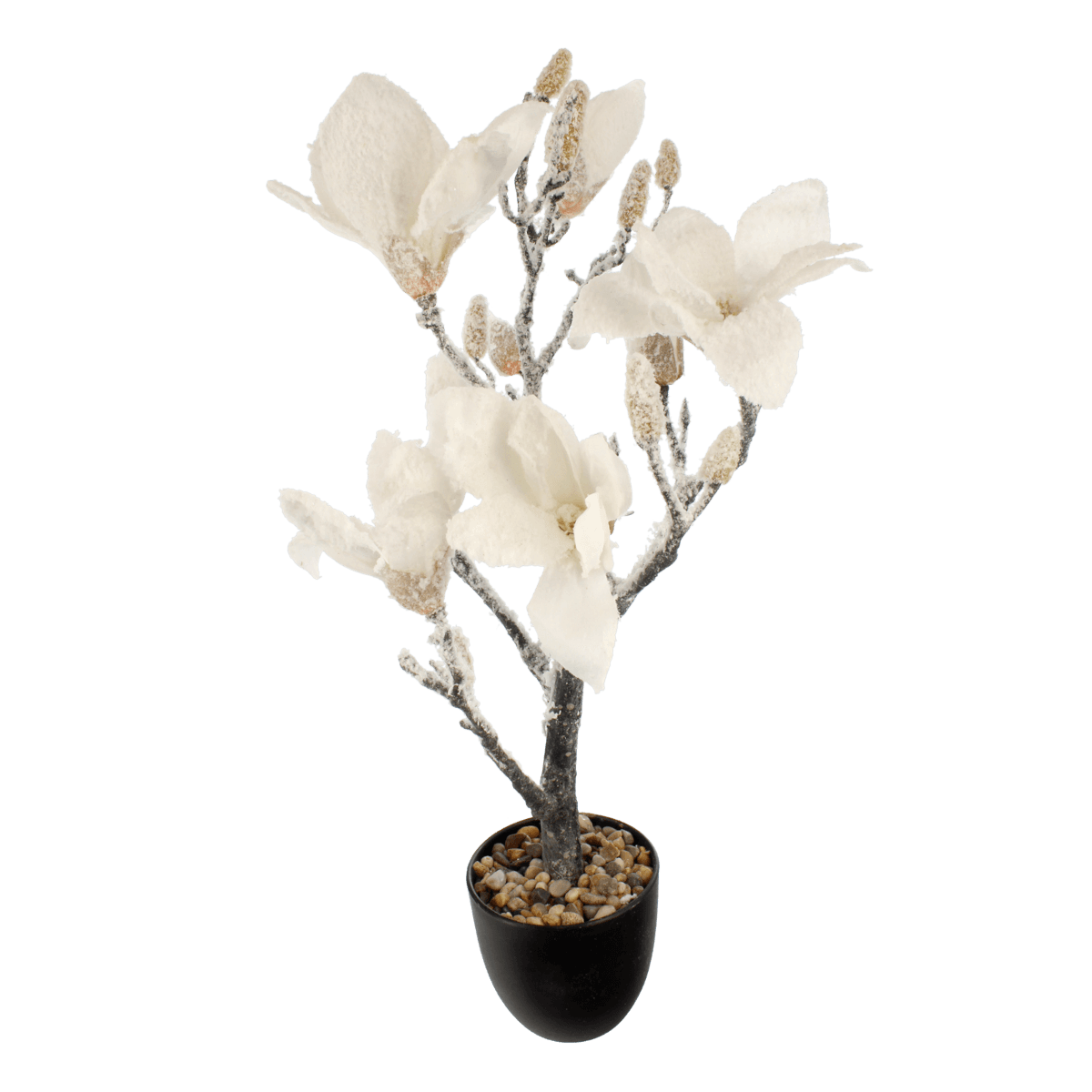 Snehová magnólia v kvetináči GLORIA, 56 cm