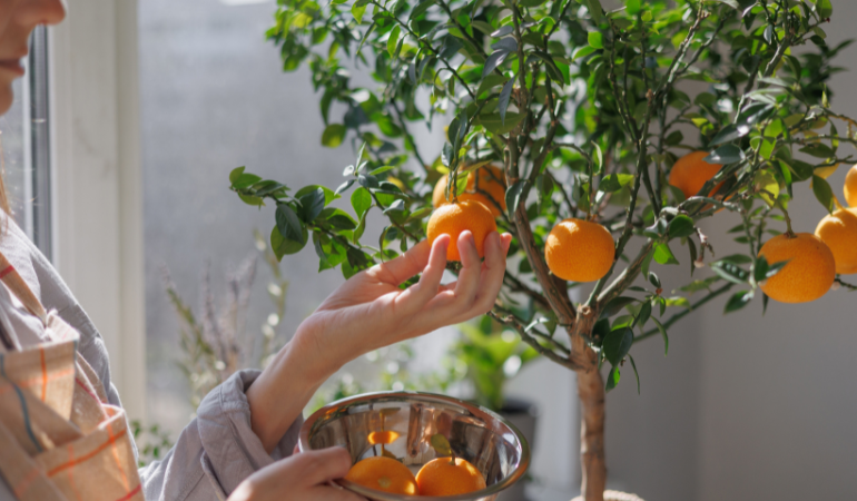 žena zbieraj&uacute;ca zrel&eacute; plody z citrusov&eacute;ho stromčeka mandar&iacute;nky
