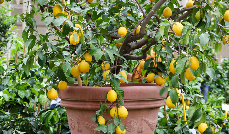 citrusov&yacute; stromček v kvetin&aacute;či &ndash; citr&oacute;ny