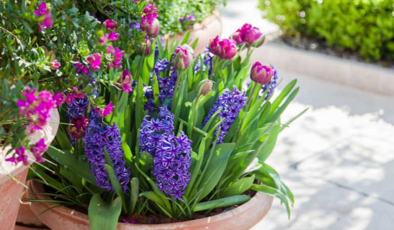 hyacinty a tulip&aacute;ny zasaden&eacute; v jednom kvetin&aacute;či 