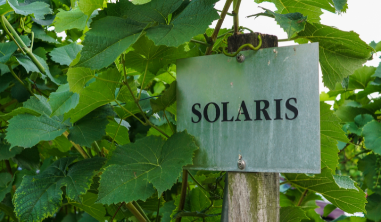 hrozno odroda Solaris 