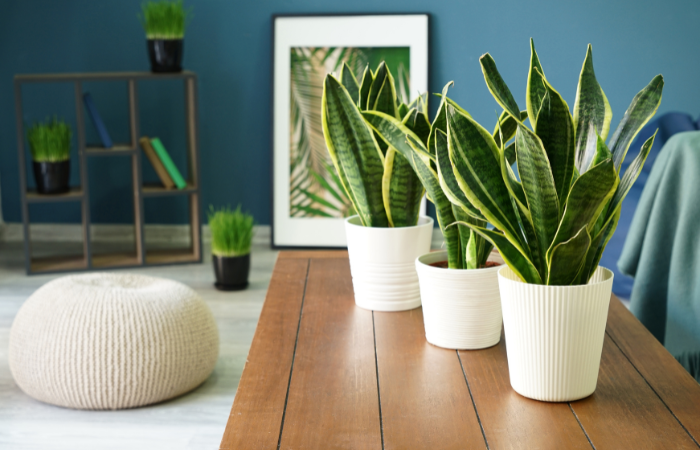 Sansevieria rastlina na stole v modernom interi&eacute;ri