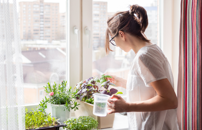 Žena zalieva izbov&eacute; rastliny a mikrogreens na parapete. Pestovanie jedlej organickej bazalky, rukoly, mikrogreens kapusty pre zdrav&eacute; stravovanie. Z&aacute;hradn&iacute;ctvo doma.