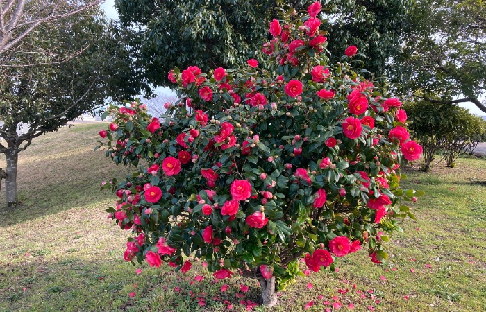 Camellia japonica alebo japonsk&aacute; kam&eacute;lia so zelen&yacute;mi listami a ružov&yacute;mi kvetmi