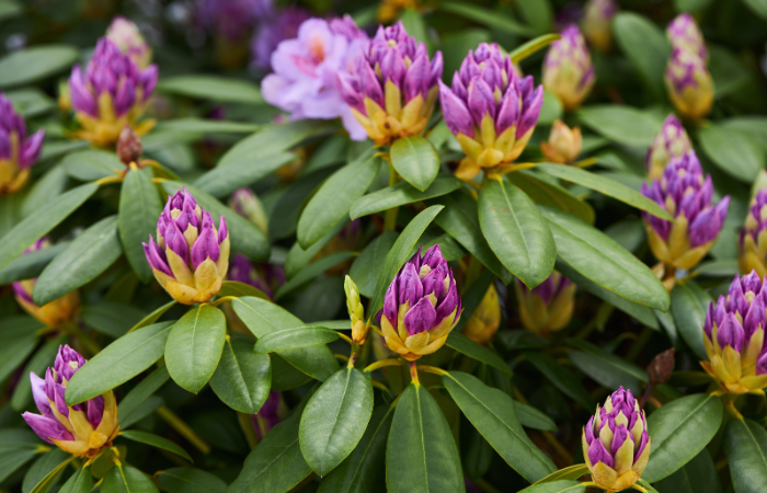 Rododendr&oacute;n Catawbiense Grandiflorum fialov&eacute; kvety a p&uacute;čiky zbl&iacute;zka