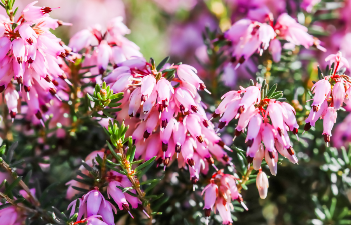 Ružov&eacute; kvety Erica carnea (zimn&eacute; vresovisko) v z&aacute;hrade na jeseň