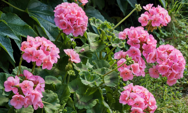 r&oacute;żowa pelargonia rabatowa Pelargonium zonale