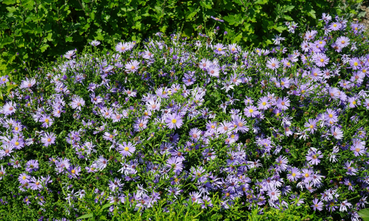 Z&aacute;hradn&eacute; rastliny &ndash; Aster krzaczasty
