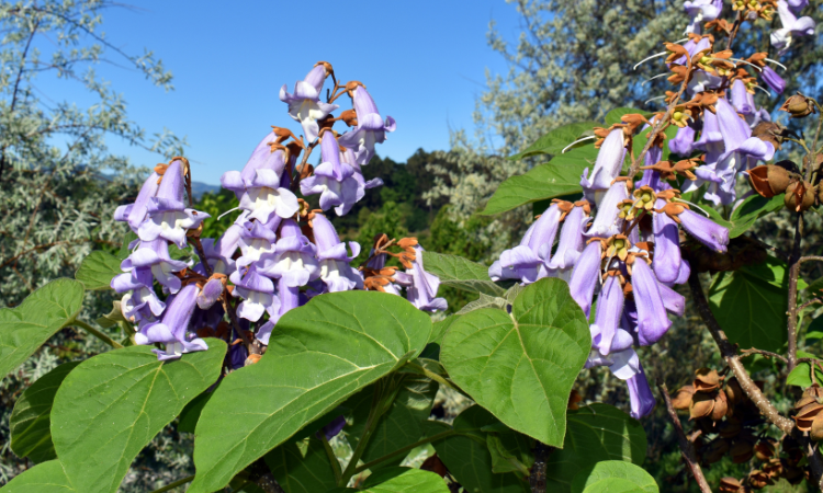 kvitn&uacute;ci kysl&iacute;kov&yacute; strom