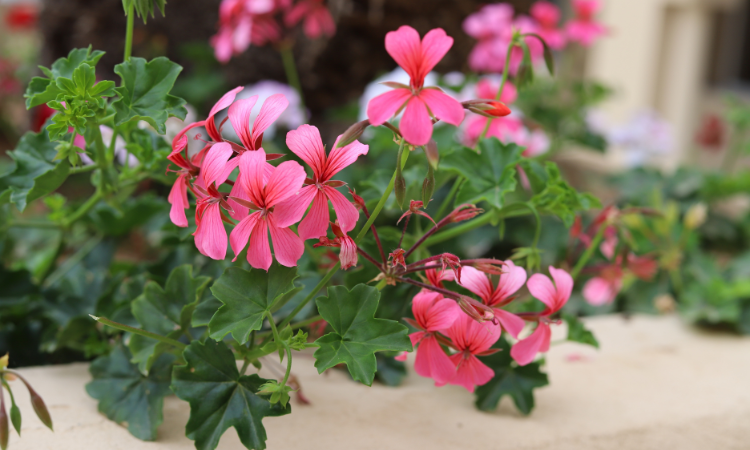 Pelargonia bluszczolistna (Pelargonium peltatum)