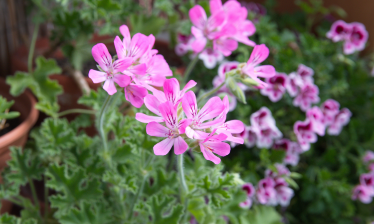 Pelargonia pachnąca (Pelargonium graveolens)