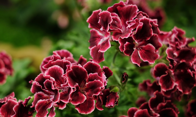 pelargonia wielkokwiatowa (pelargonium grandiflorum)