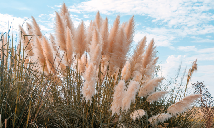 Pampov&aacute; tr&aacute;va (Cortaderia Selloana). Divok&aacute; tr&aacute;va rast&uacute;ca na poli s oblohou v pozad&iacute;