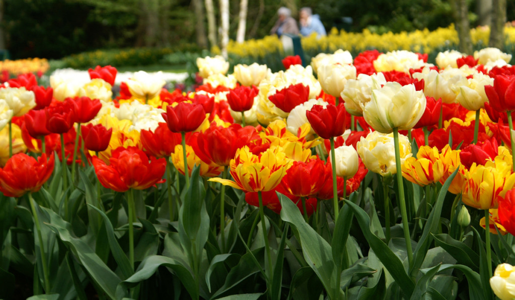 Farebn&eacute; tulip&aacute;ny na jarnom z&aacute;hone