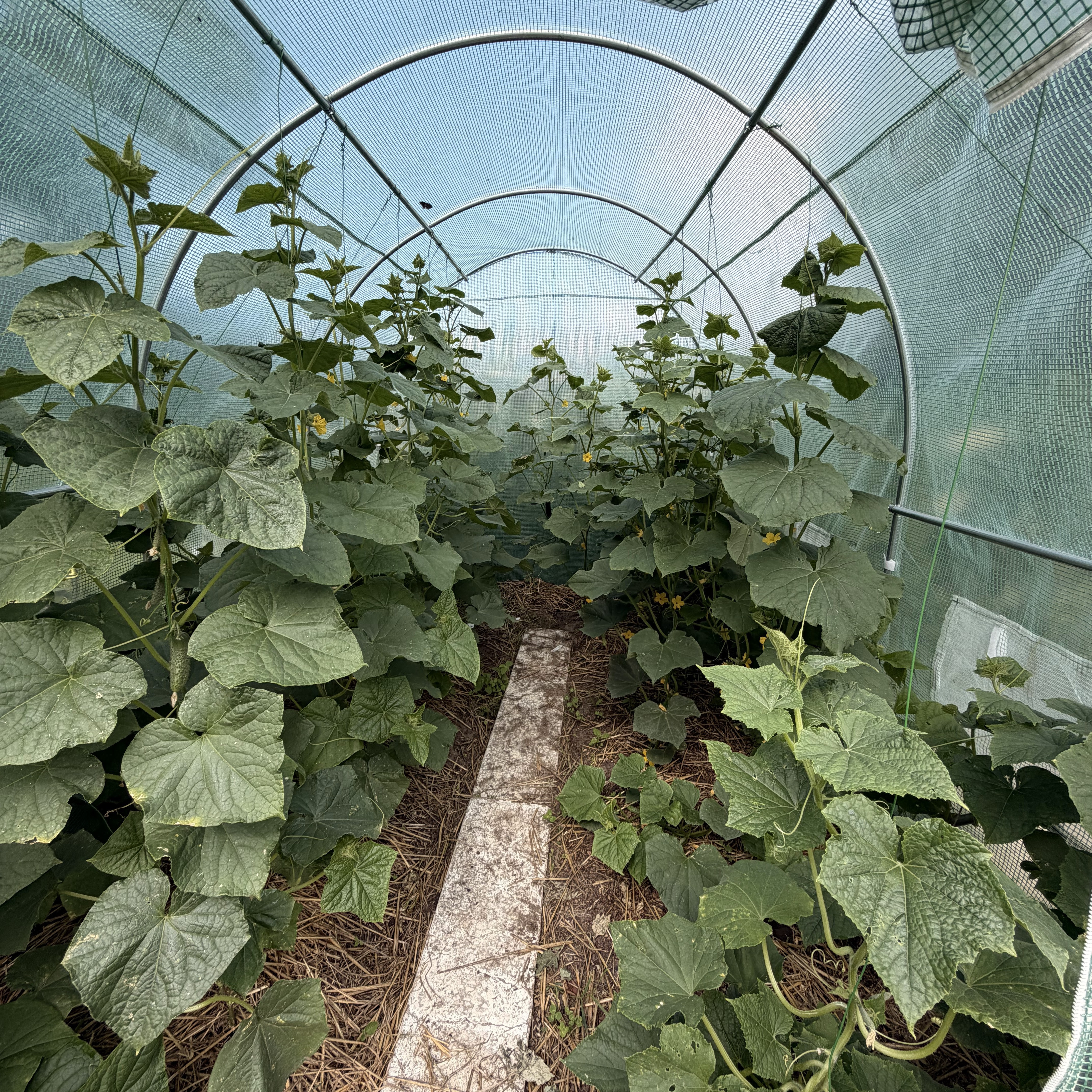 Záhradný fóliovník Cultivo 2x3 m (6 m2) - zelený fotografia realizácie 7