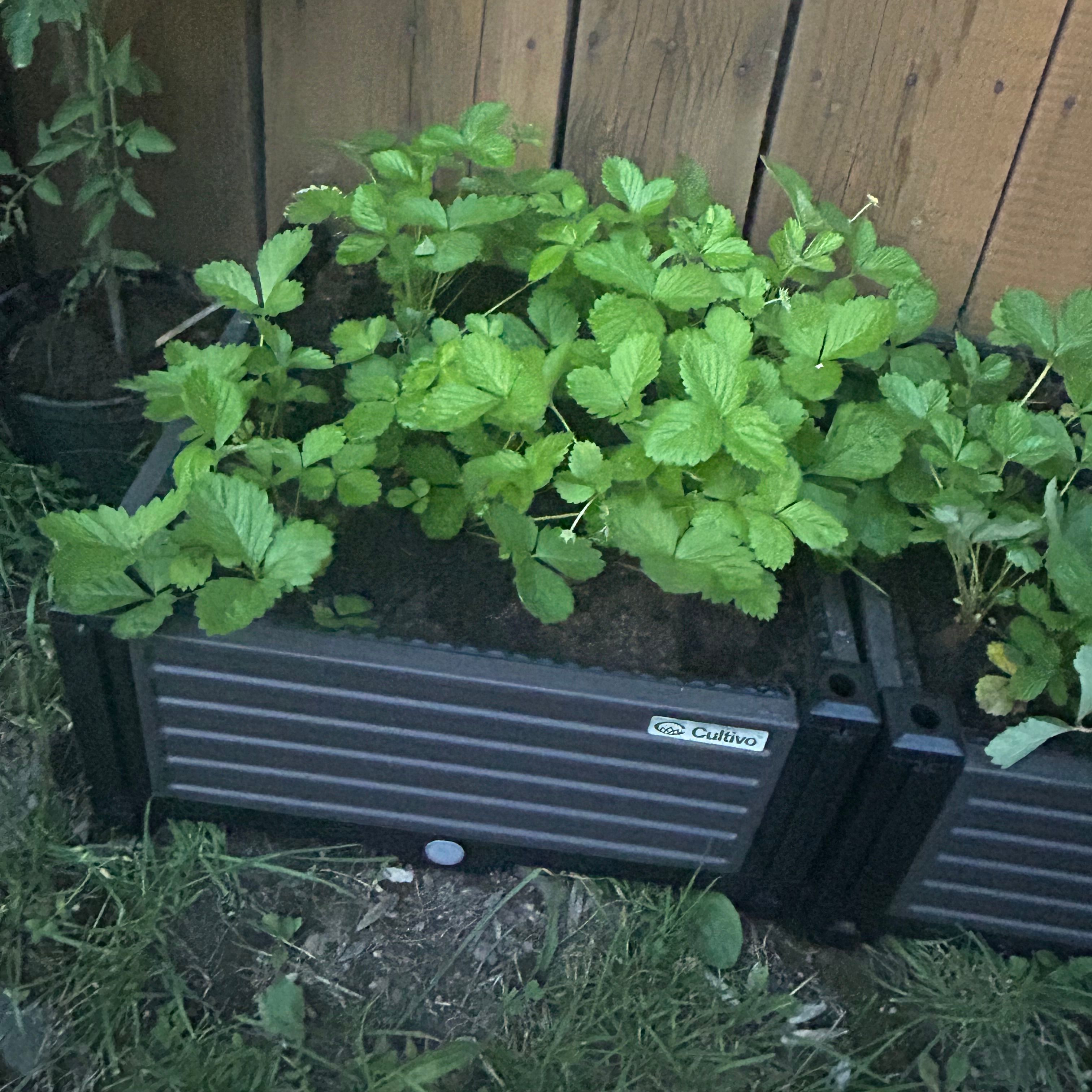 Vyvýšený záhon Cultivo GROW CUBE S 41x41x17 cm fotografia realizácie 2