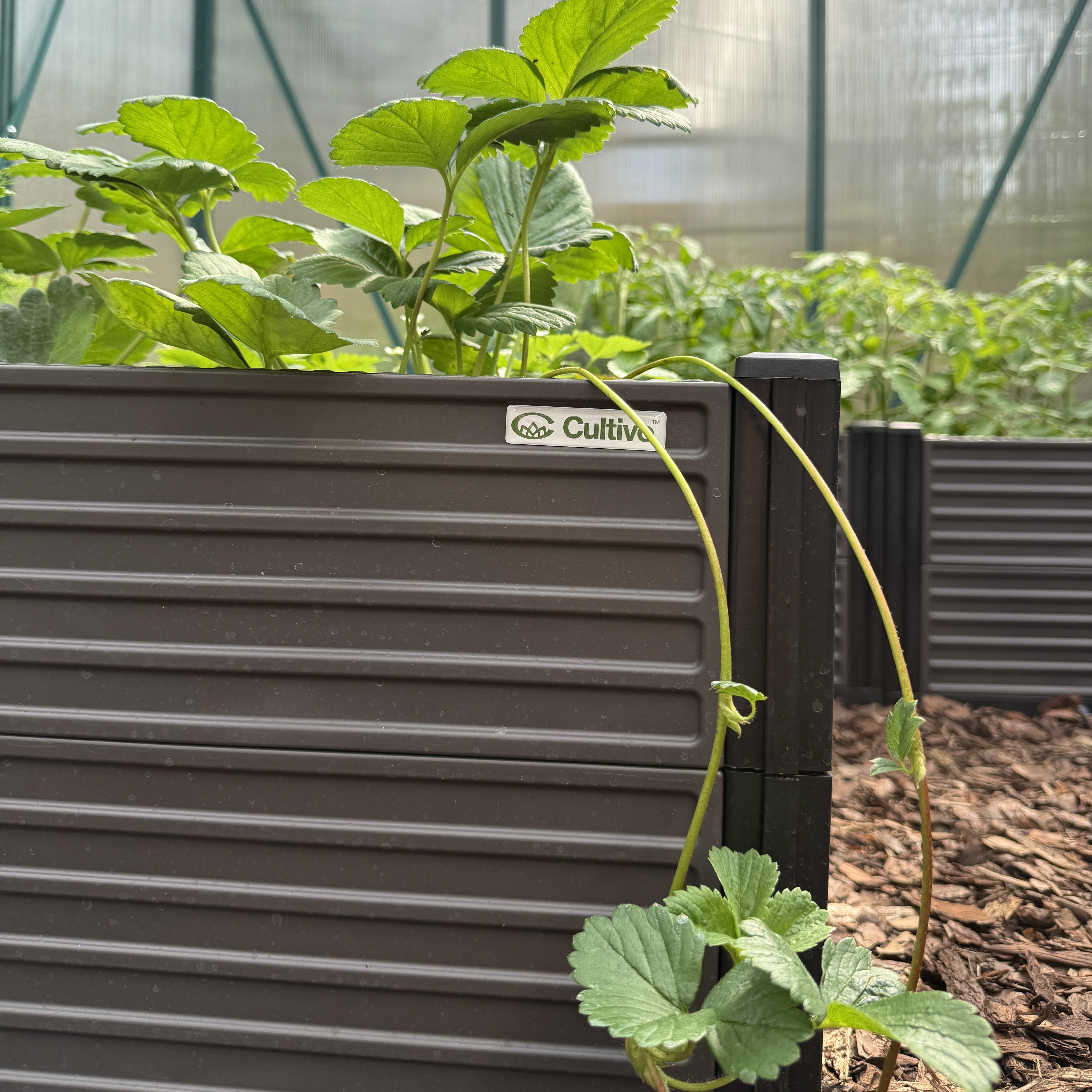 Vyvýšený záhon Cultivo GROW BOX XL 164x41x31 cm fotografia realizácie 1