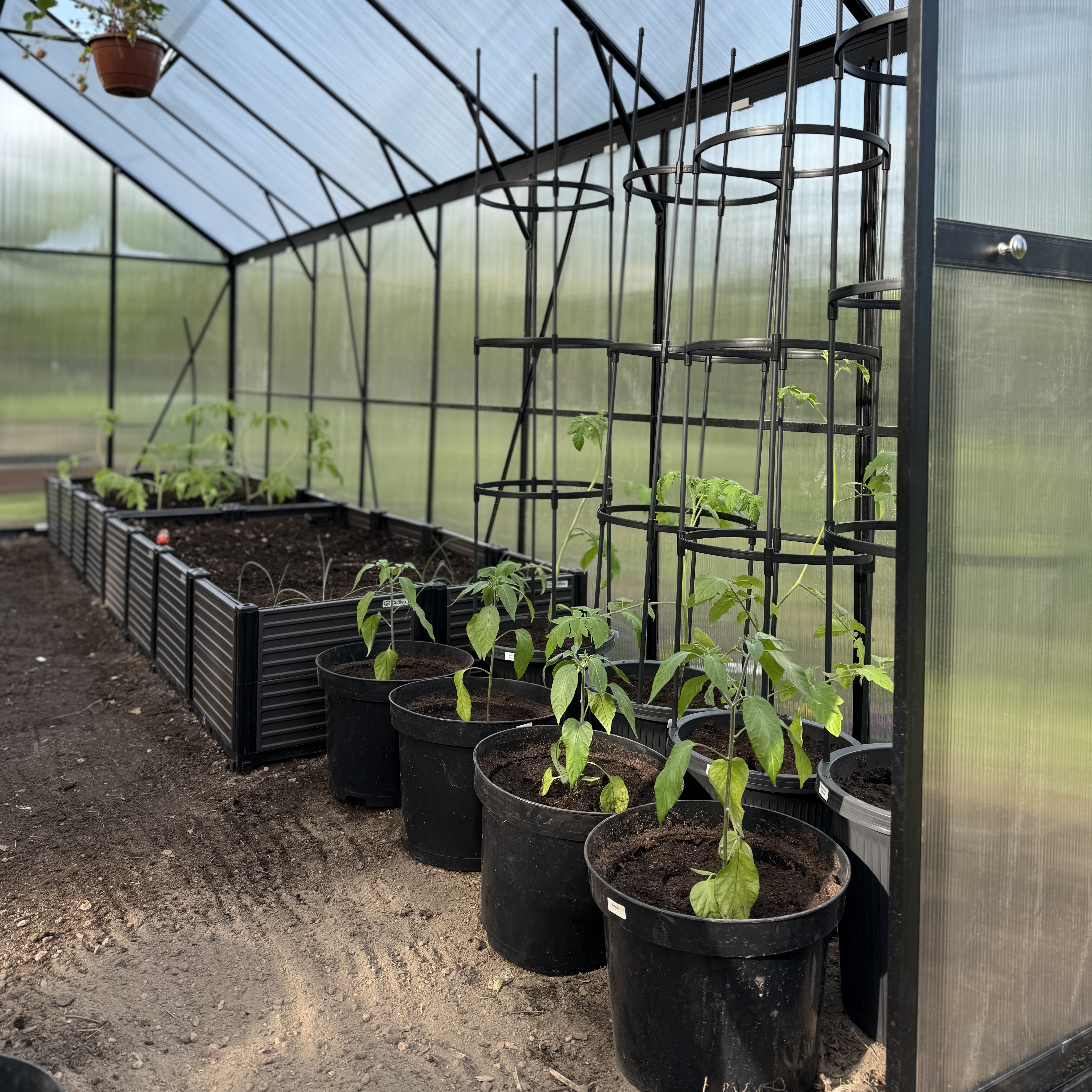 Kvetináč na paradajky s oporou Cultivo Tomato Tube 148 cm fotografia realizácie 1