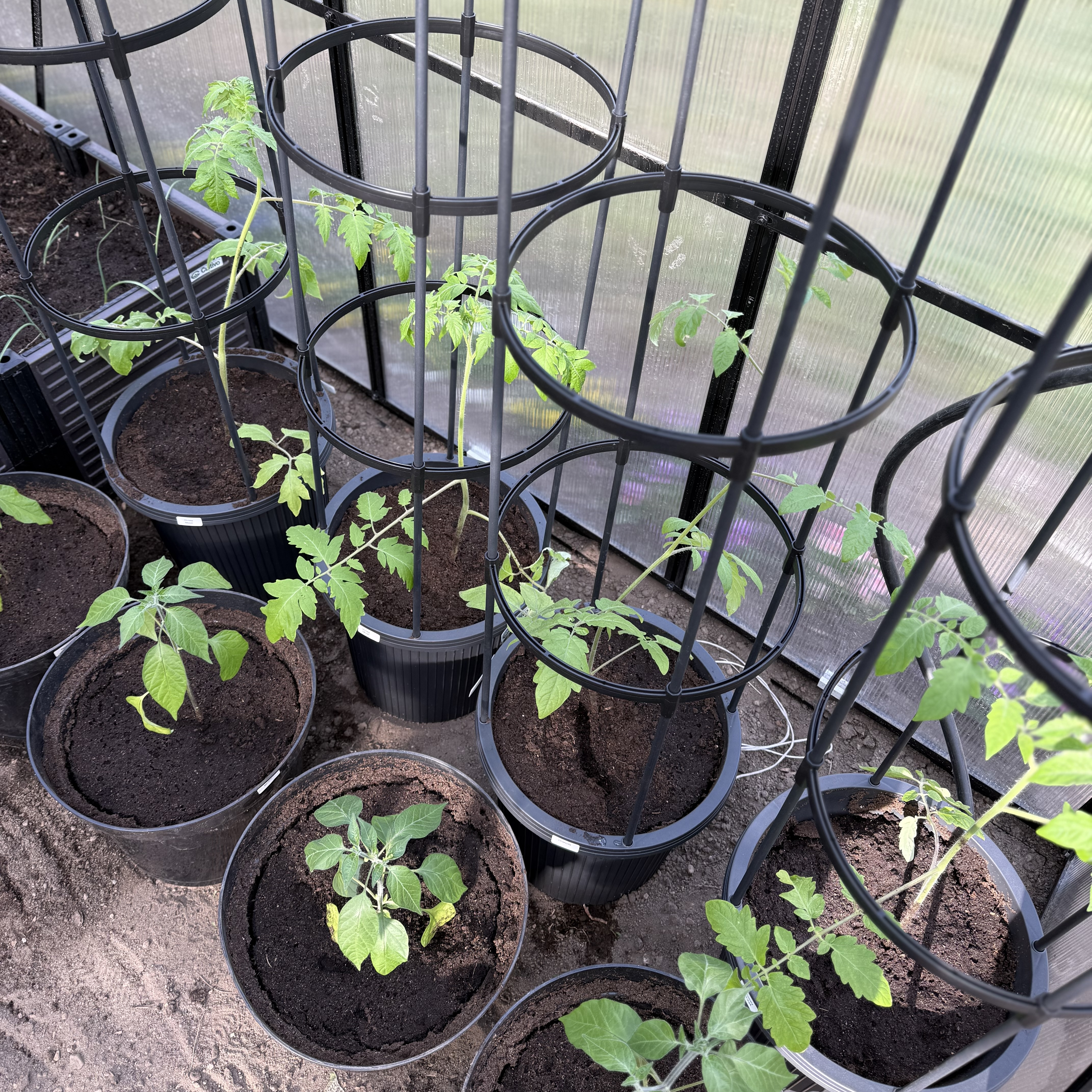 Kvetináč na paradajky s oporou Cultivo Tomato Tube 148 cm fotografia realizácie 2