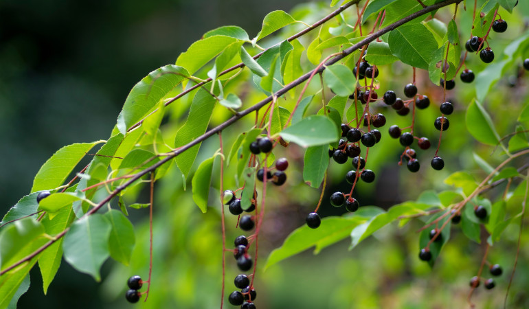 Plody vt&aacute;čej čere&scaron;ne (Prunus padus)