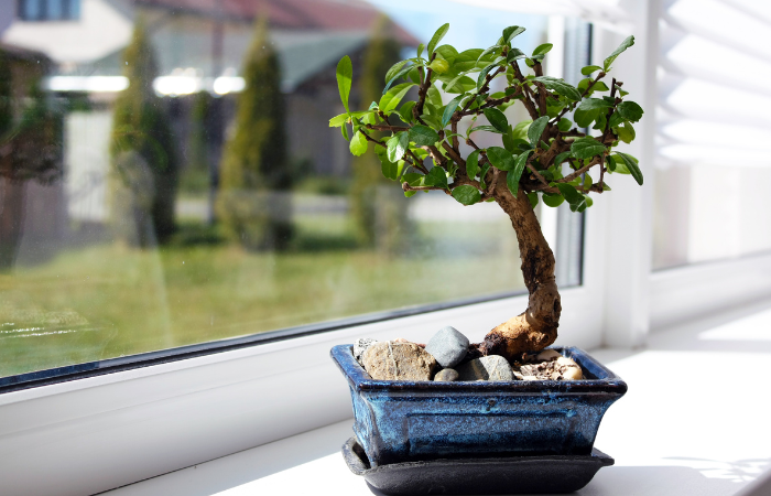 Mal&yacute; bonsai stromček pri okne