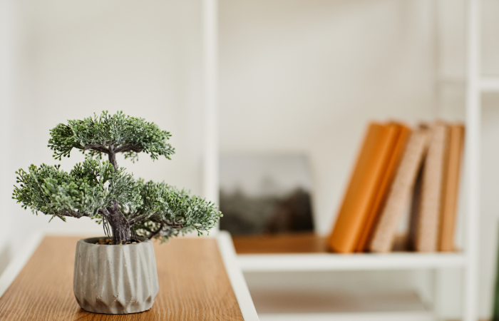 bonsai stromček v dome, koncept wabi sabi, priestor
