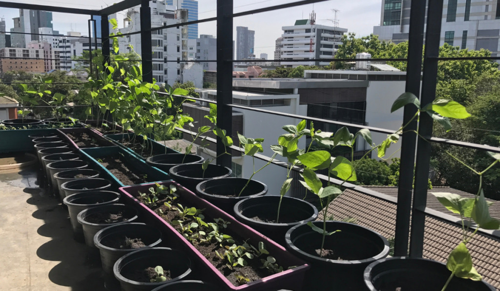 Kvetin&aacute;če usporiadan&eacute; v jednej l&iacute;nii na streche