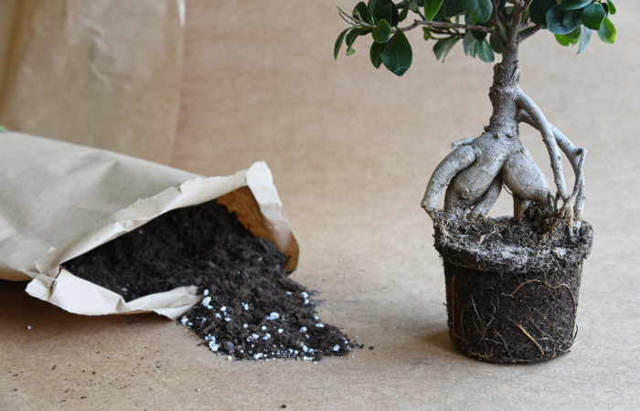 bonsai stromček pripraven&yacute; na v&yacute;menu zeminy s hnojivom