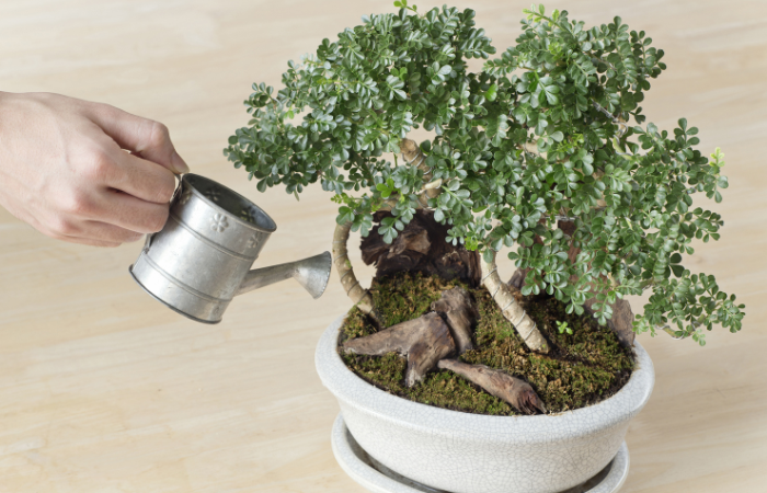 zalievanie bonsai stromčeka v kvetin&aacute;či malou kovovou kanvičkou