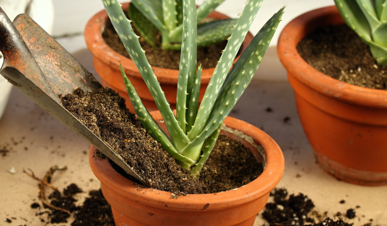 Pres&aacute;dzanie aloe vera do hnedej kvetin&aacute;ča