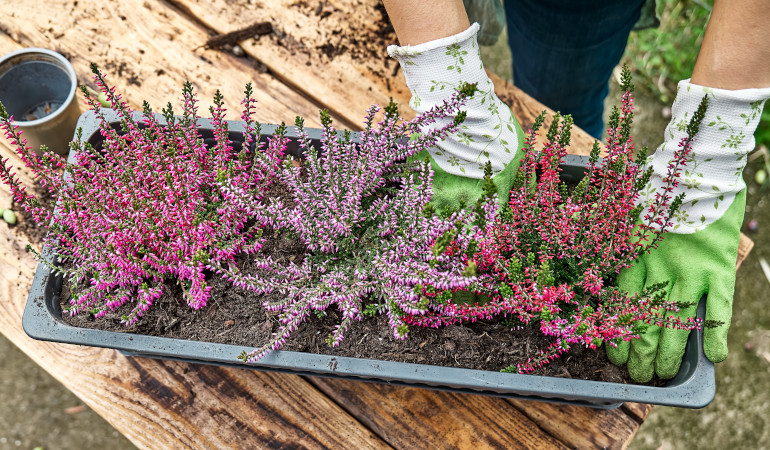 Sadzenie wrzos&oacute;w w korytku